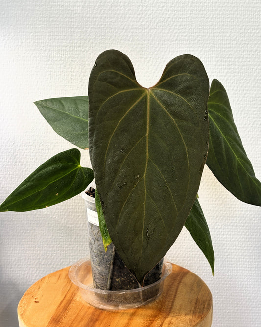 Anthurium Indo Portillae Dark Form x HU King of Spades - PLANTS WITH BENEFITS