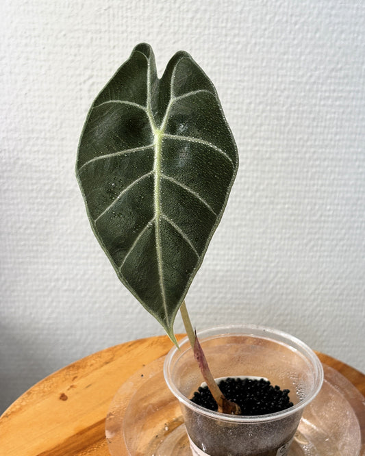 Alocasia Watsoniana Red Vein - PLANTS WITH BENEFITS