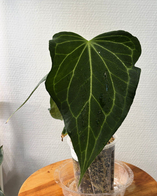 Anthurium Delta Force - PLANTS WITH BENEFITS