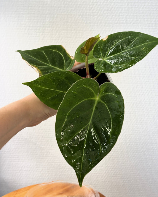 Anthurium 'HU' King of Spades - PLANTS WITH BENEFITS