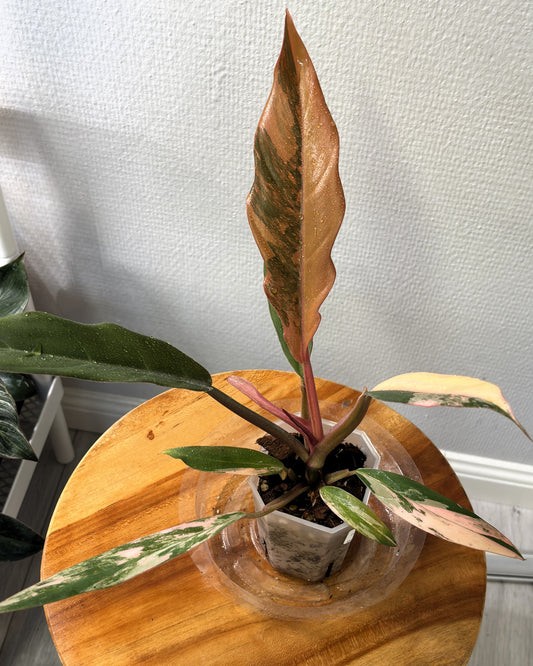 Philodendron Caramel Marble - PLANTS WITH BENEFITS