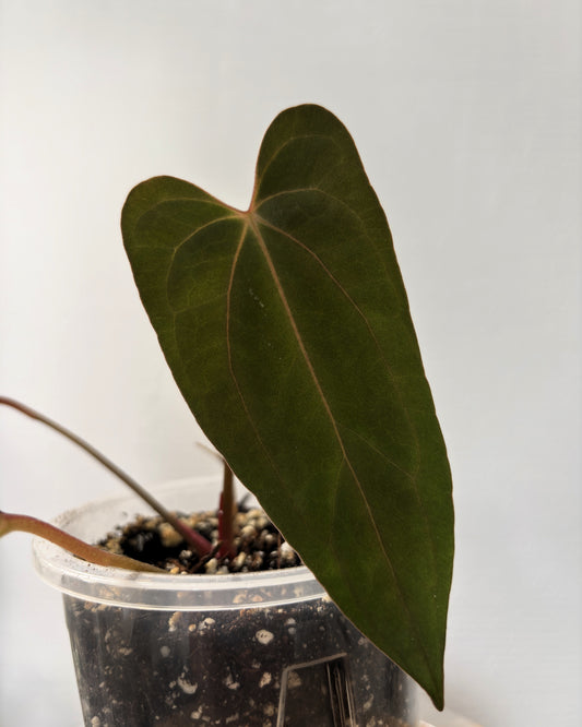Anthurium Blue Papillilaminum x Red Vein Dark Phoenix (RVDP) - PLANTS WITH BENEFITS