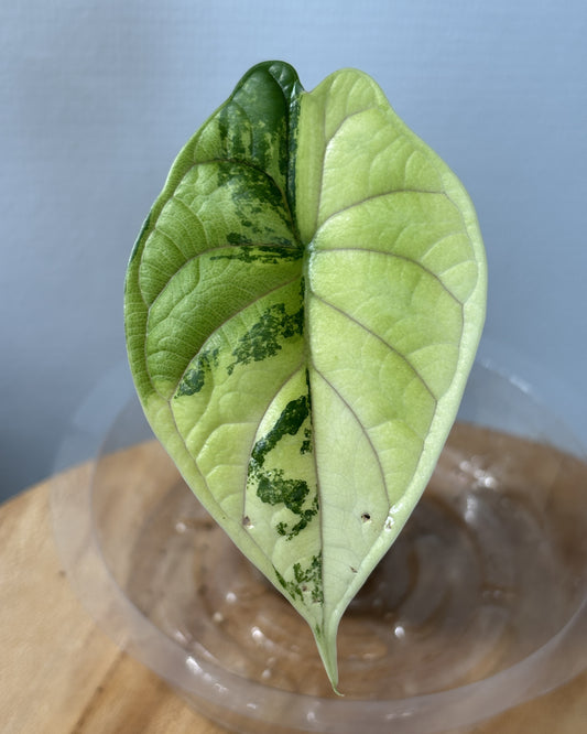 Alocasia Dragon Scale Albo - PLANTS WITH BENEFITS