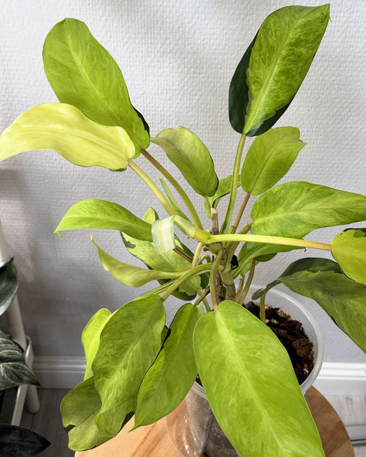 Philodendron Thai Sunrise - PLANTS WITH BENEFITS