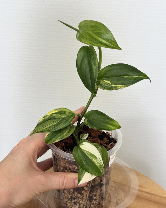 Scindapsus Blue Albo - PLANTS WITH BENEFITS