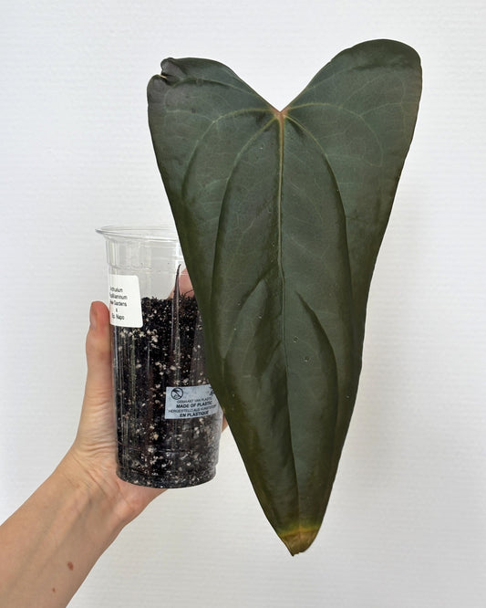Anthurium Papillilaminum 'Ree Gardens' x sp. Napo - PLANTS WITH BENEFITS