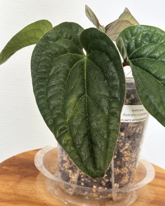 Anthurium Radicans x Luxurians - PLANTS WITH BENEFITS
