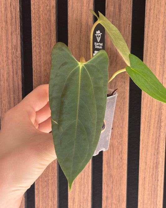 Anthurium Fort Sherman x (AOS x BVEP)