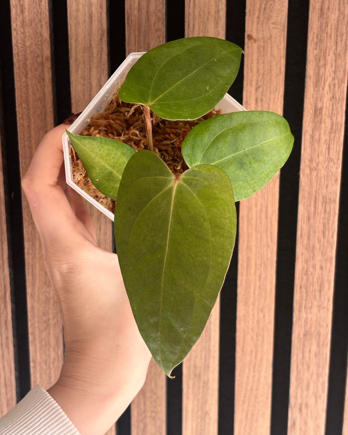 Anthurium Moodeanum x RVDP