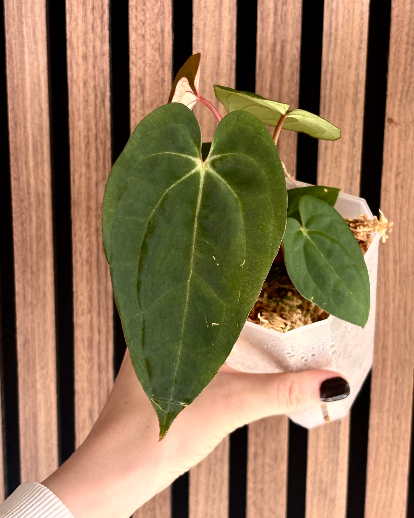 Anthurium Bigfoot x AOS DF