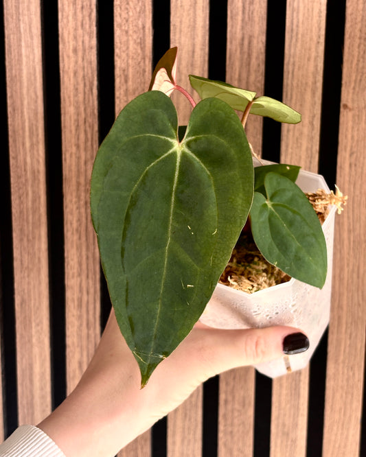 Anthurium Bigfoot x AOS DF