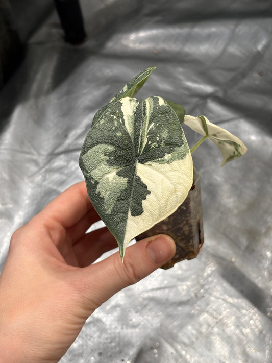 Alocasia Melo Albo - PLANTS WITH BENEFITS