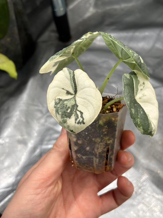 Alocasia Melo Albo - PLANTS WITH BENEFITS