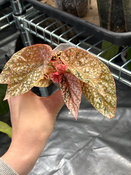 Begonia Snowcap Variegated - PLANTS WITH BENEFITS