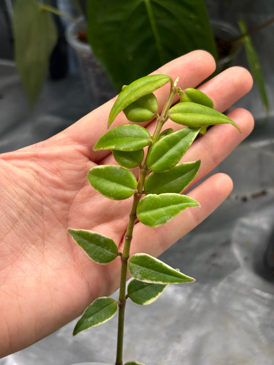 Hoya Bella 'Anneke Buis' - PLANTS WITH BENEFITS