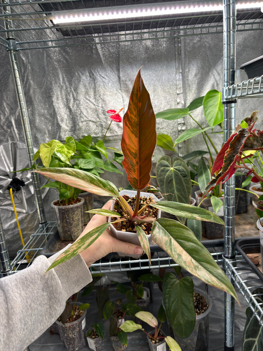 Philodendron Caramel Marble - PLANTS WITH BENEFITS