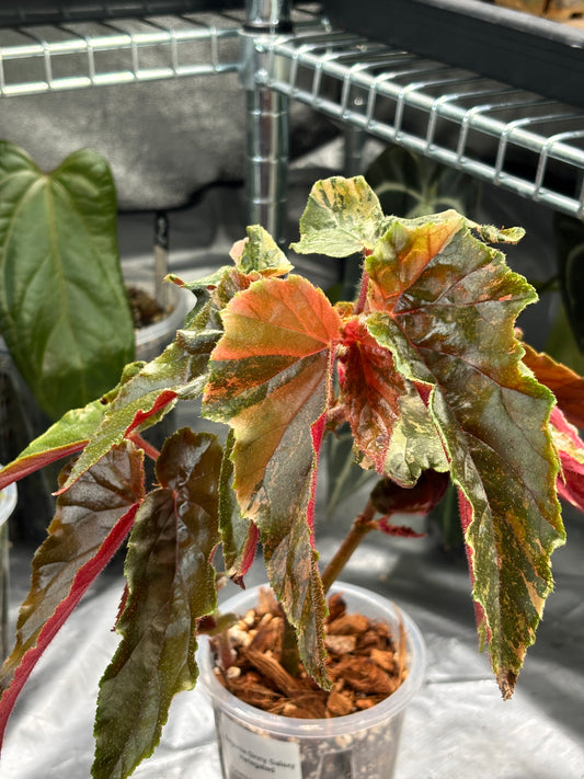 Begonia Ginny Galaxy Variegated - PLANTS WITH BENEFITS