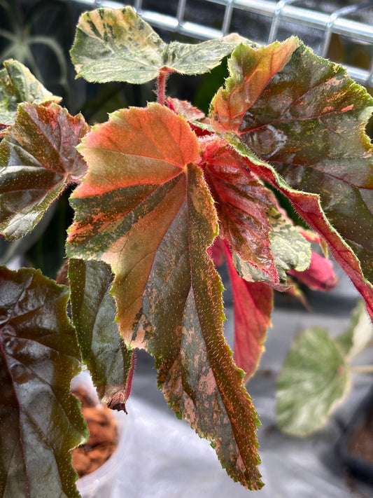 Begonia Ginny Galaxy Variegated - PLANTS WITH BENEFITS