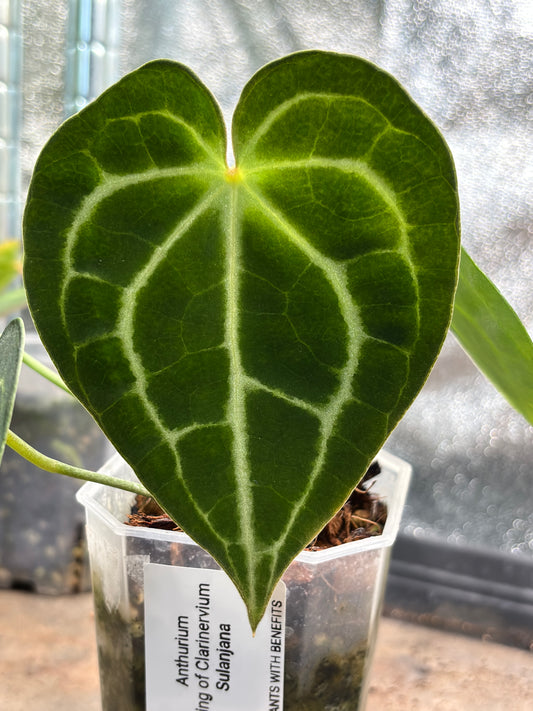 Anthurium King of Clarinervium 'Sulanjana' - PLANTS WITH BENEFITS