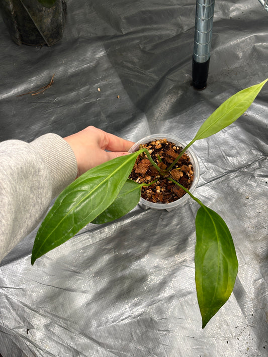 Anthurium Big Bill - PLANTS WITH BENEFITS