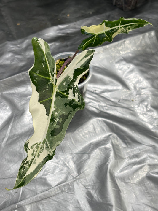 Alocasia Sarian Albo - PLANTS WITH BENEFITS