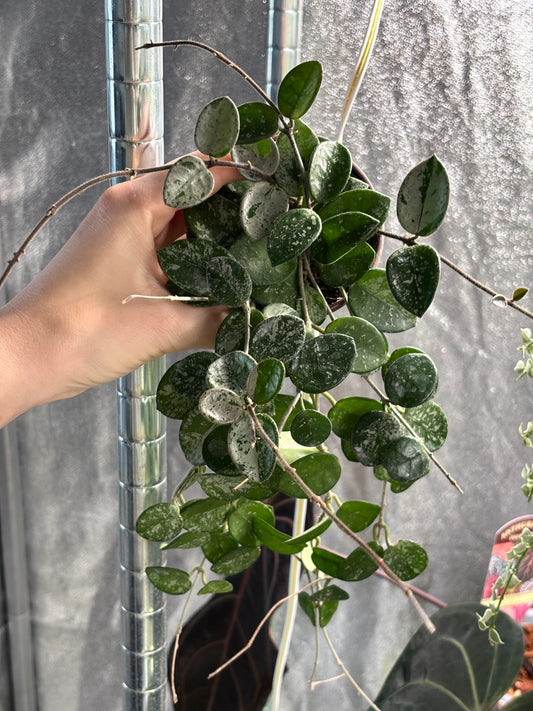 Hoya Mathilde Splash - PLANTS WITH BENEFITS
