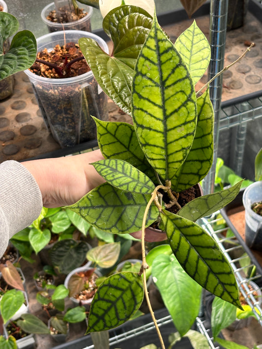 Hoya Callistophylla 'KAL 16' - PLANTS WITH BENEFITS