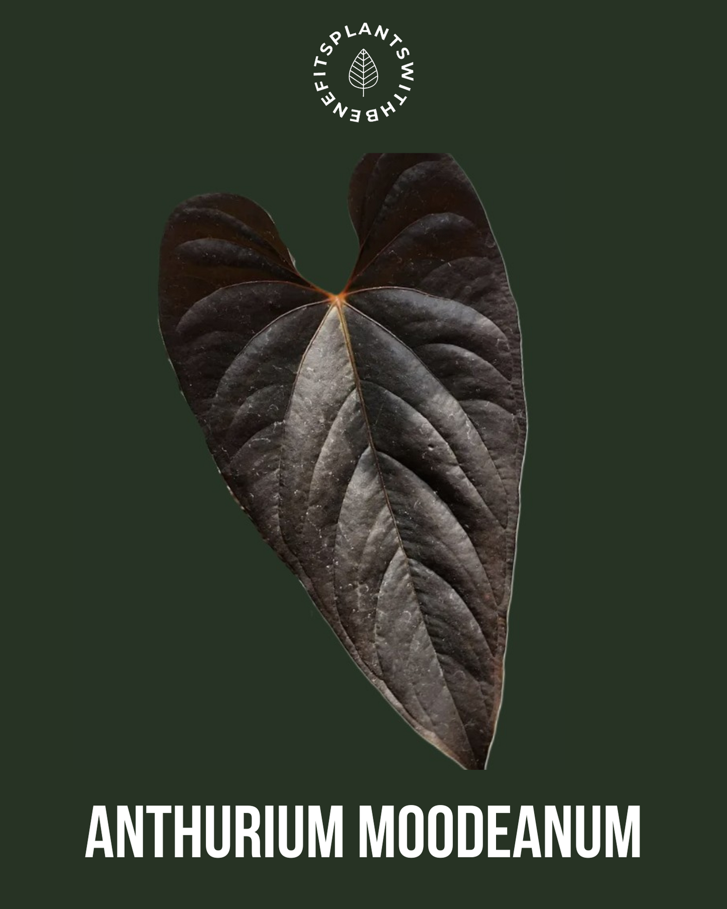 Anthurium Moodeanum x RVDP coming soon - PLANTS WITH BENEFITS