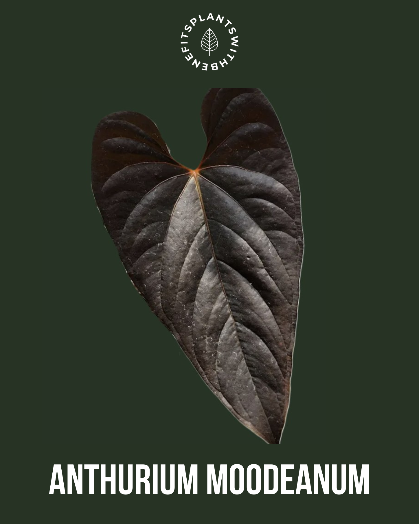 Anthurium Moodeanum x RVDP coming soon - PLANTS WITH BENEFITS