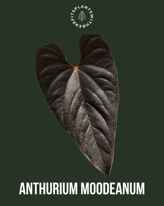 Anthurium Moodeanum x RVDP coming soon - PLANTS WITH BENEFITS