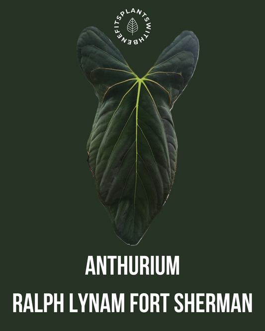 Anthurium RLFS coming soon - PLANTS WITH BENEFITS