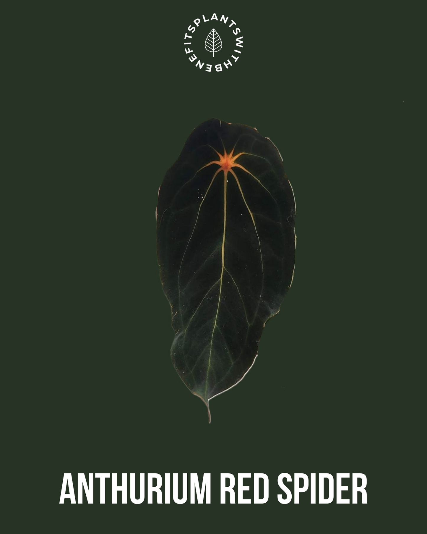 Anthurium Fort Sherman x Red Spider coming soon - PLANTS WITH BENEFITS