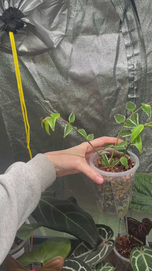 Hoya Bella 'Anneke Buis'