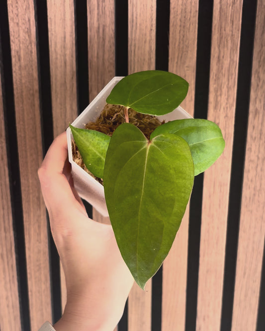 Anthurium Moodeanum x RVDP