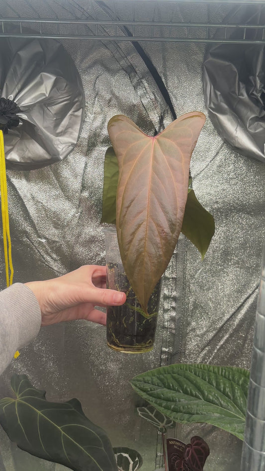 Anthurium Papillilaminum 'Ree Gardens' x sp. Napo