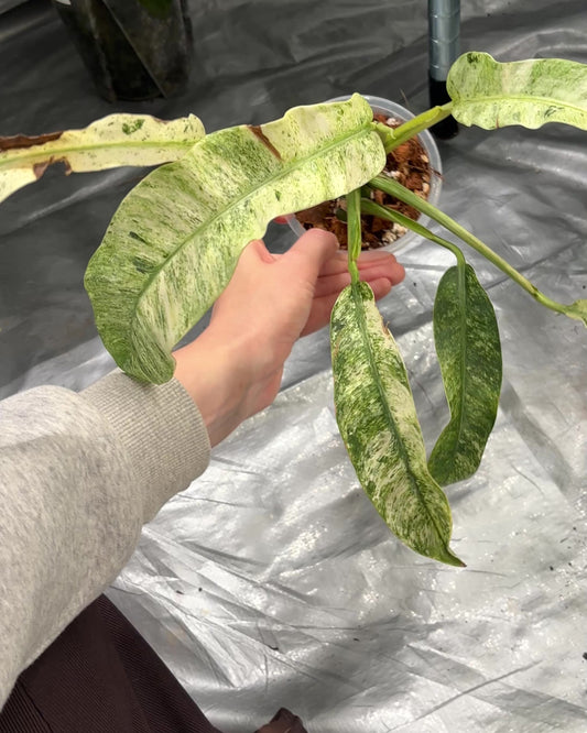 Epipremnum Giganteum Albo