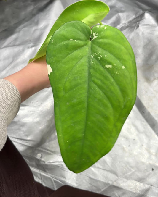 Syngonium Chiapense Albo