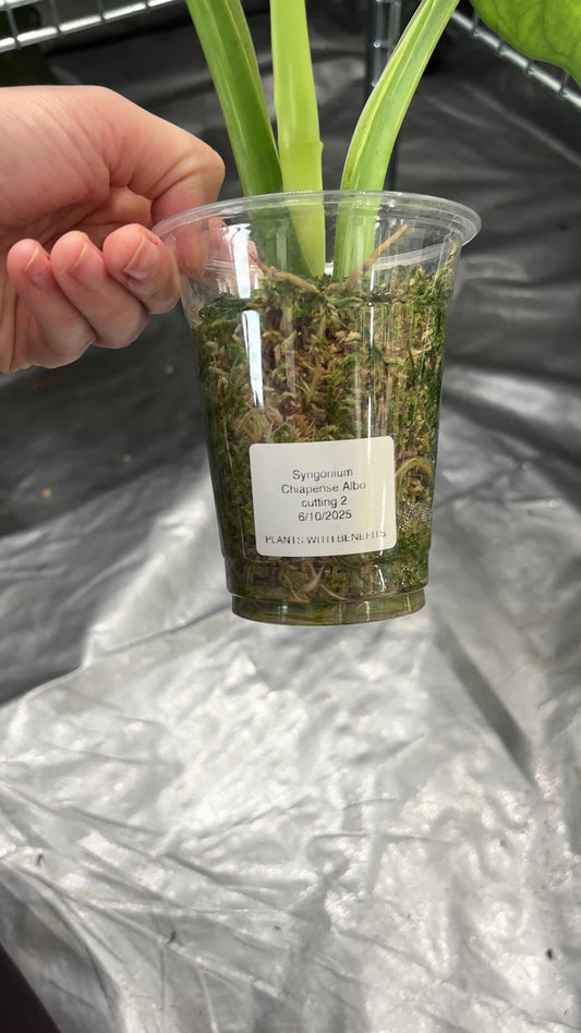 Syngonium Chiapense Albo