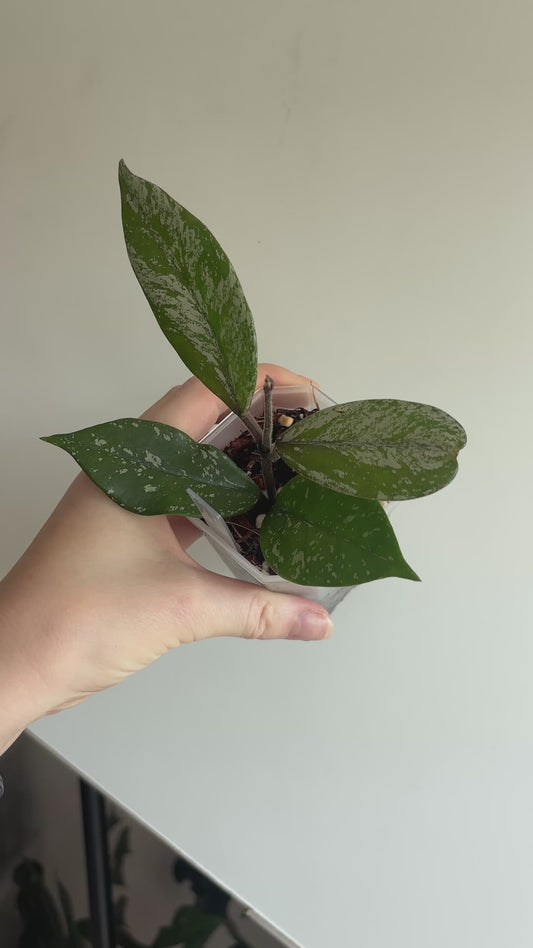 Hoya Stardust