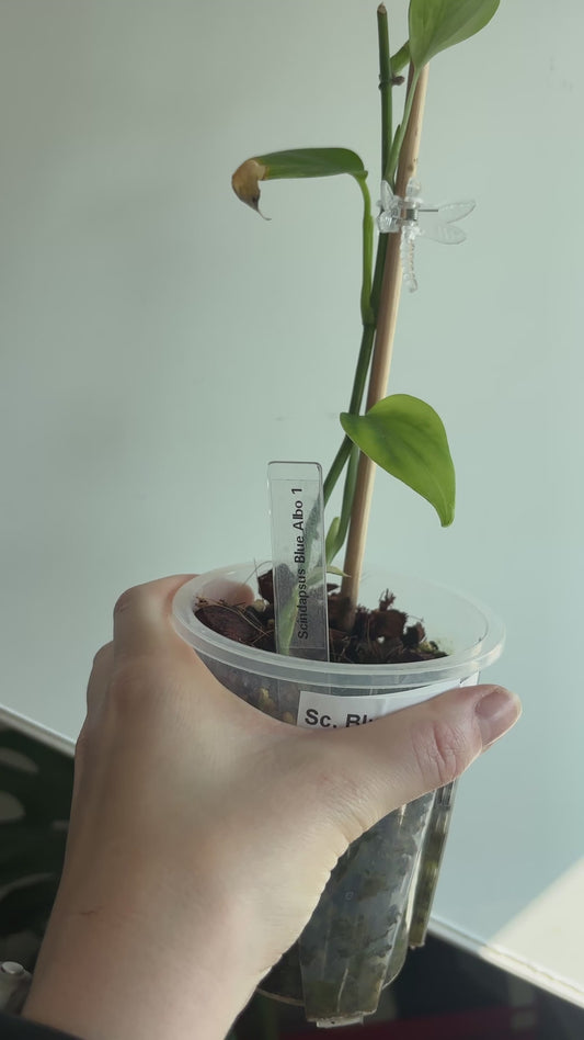 Scindapsus Blue Albo