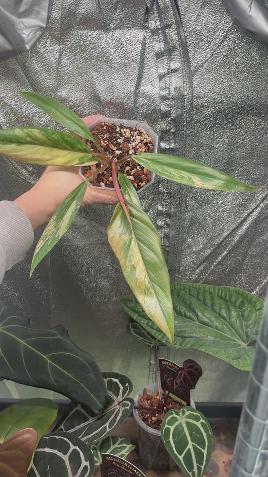 Philodendron Caramel Marble