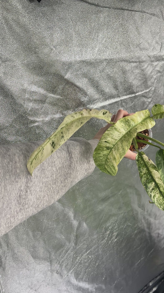 Epipremnum Giganteum Albo