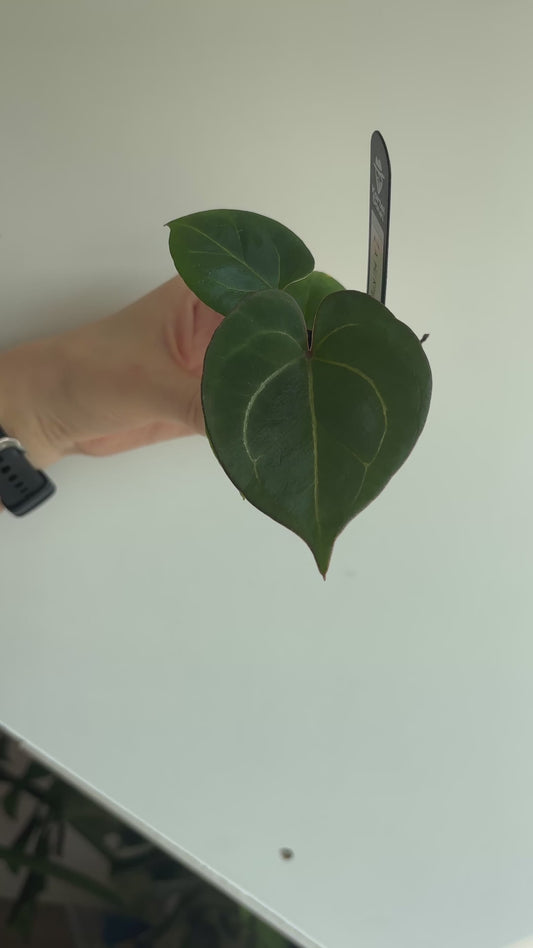 Anthurium 'HU' King of Spades