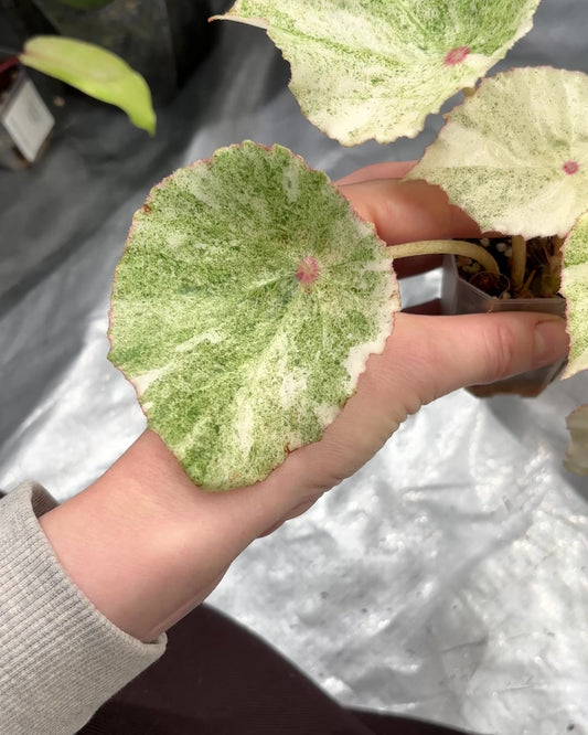 Begonia Rouge Variegated