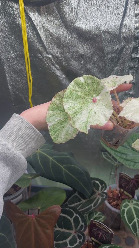 Begonia Rouge Variegated