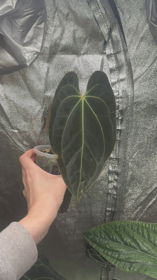 Anthurium Fort Sherman