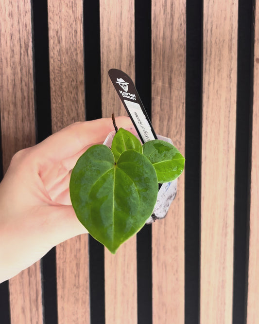 Anthurium 'HU' King of Spades