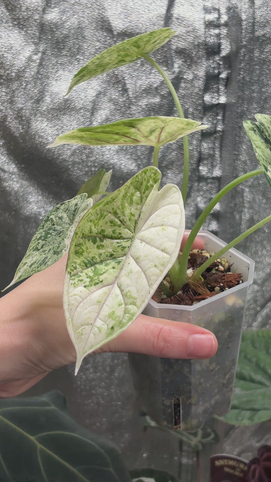 Alocasia Dragon Scale Mint