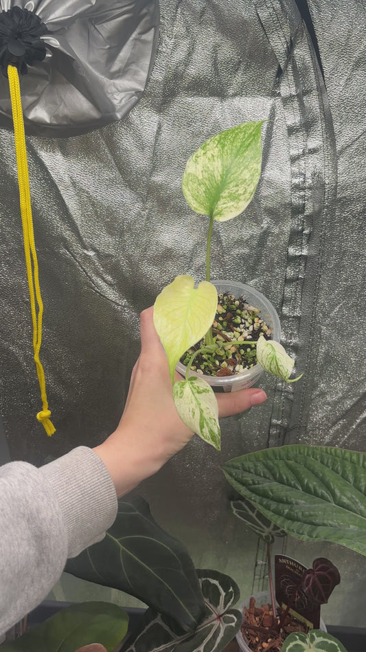 Monstera White Monster