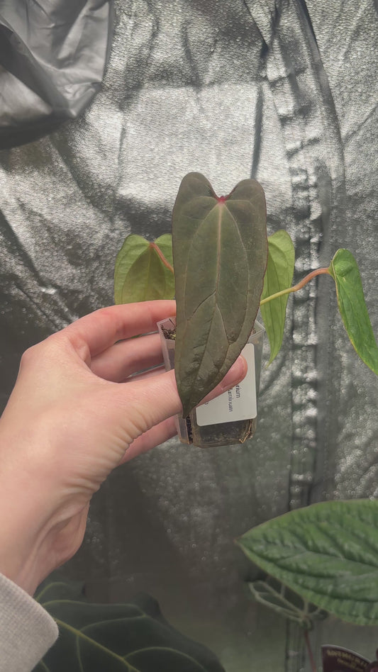 Anthurium Blue Papillilaminum x Red Vein Dark Phoenix (RVDP)